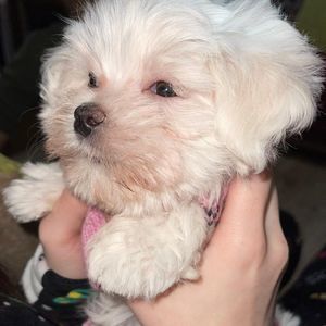 Meet your Posher, Bella